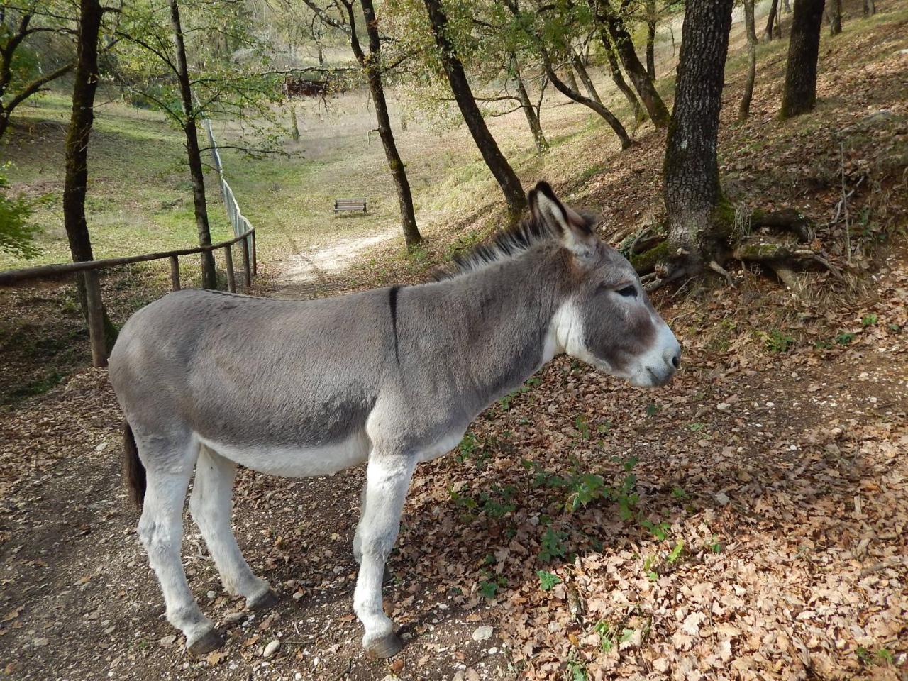 Agriturismo La Selva Риети Екстериор снимка